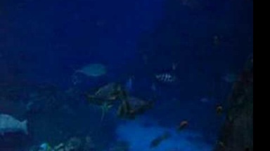 Fish-The Company.